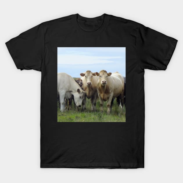 Curious Cows and Calf T-Shirt by archiesgirl